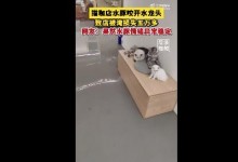 水豚咬水龙头致猫咖店被淹损失5万 老板：一朝水淹天下知-融党建互动平台