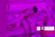 女子买菜看有老鼠狂啃食鸡腿 当事人：看到后感觉很脏-融党建互动平台