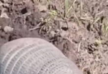 山东菏泽农田里疑似发现美洲犰狳 目击者：或是贩卖中逃脱-融党建互动平台