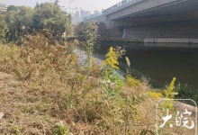 多地已发现“加拿大一枝黄花” 被称为“生态杀手”-融党建互动平台