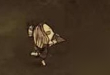 饥荒新家园排箫有什么用 饥荒新家园排箫效果解析-融党建互动平台