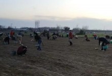 上百村民哄抢药材 承包户坐地大哭 知情人：多为附近老人所为-融党建互动平台