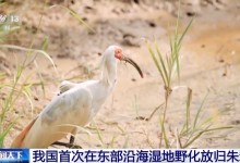 我国首次在东部沿海湿地野化放归朱鹮-融党建互动平台