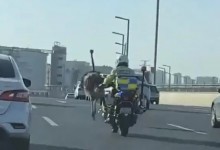 鸵鸟在街头狂奔 交警:跑了几十公里 网友：去赶高铁-融党建互动平台