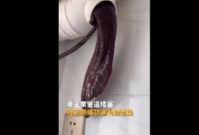 男子帮业主疏通管道掏出娃娃鱼 网友：这个真吓人-融党建互动平台