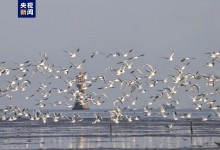 秋风起候鸟至 广西合浦现万只红嘴鸥迁徙盛况-融党建互动平台