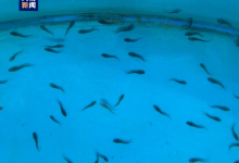 三峡集团：2023年度中华鲟人工繁殖鱼苗120万尾-融党建互动平台