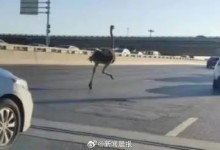 郑州鸵鸟高架奔跑是因“思妻心切” 鸵鸟主人回应街头狂奔鸵鸟死亡-融党建互动平台