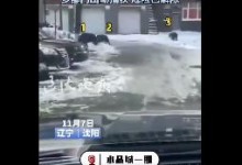 沈阳一小区现3只野猪 疑被警犬咬伤 业主称玻璃都被撞坏-融党建互动平台