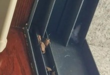 浙江多地出现大量臭屁虫 网友：一晚上老家弄了60只-融党建互动平台