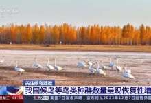 我国候鸟等鸟类种群数量呈现恢复性增长-融党建互动平台