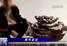 两男子偷价值4600余元胡蜂蜂巢被拘 利用高科技反被擒获-融党建互动平台