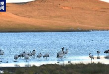 黑颈鹤飞抵云南大山包保护区越冬栖息 数量突破千只-融党建互动平台