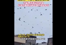 广西一地天空现大量鸟群盘旋 地震局：不属于地震前兆-融党建互动平台