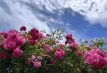 周杰伦预告12月新单曲 配图是一张月季花的照片-融党建互动平台