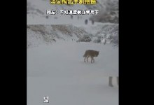 游客新疆偶遇狼群淡定拍照：狼群包围车辆、场面惊险-融党建互动平台
