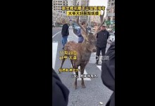 梅花鹿现身闹市大爷大妈围观抚摸 网友：这是小鹿乱撞-融党建互动平台