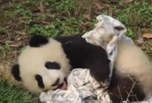 熊猫宝宝过冬裹紧小被子 网友：大熊猫演我过冬状态-融党建互动平台