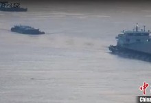 南京一头野猪横渡长江 历时12分钟 网友：这是真江豚-融党建互动平台