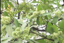广州街头大批臭树集中开花 网友：真的好难闻-融党建互动平台