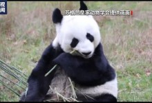 旅英大熊猫“阳光”和“甜甜”正式踏上回国旅程-融党建互动平台