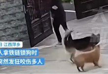 知情人回应狗主人锁狗被疯狂攻击 狼狗已被打死-融党建互动平台