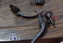 男子发现泡2年的药酒里海马竟是塑料：觉得又气又好笑-融党建互动平台