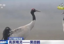 男子杀害“高原神鸟”烹食被刑拘 系中国特有高原精灵-融党建互动平台