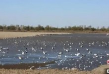 11只掉队东方白鹳被专车护送放飞 网友：好棒-融党建互动平台