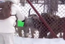 东北虎排队等着被泼雪 网友：文旅局给咪咪下接客指标了-融党建互动平台