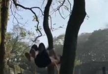 重庆70岁大爷逆生长：满头黑发 一身腱子肉八块腹肌-融党建互动平台