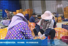 广西送砂糖橘答谢东北老铁 网友：双向奔赴的爱！-融党建互动平台