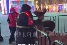 羊驼因频繁吐口水被安全员“约谈” 网友：这位羊驼可长点心吧-融党建互动平台