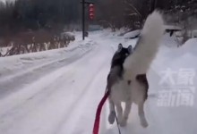南方哈士奇到东北拉雪橇狂飙5公里 主人：血脉觉醒了-融党建互动平台