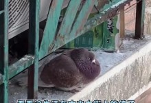 尔滨中央大街鸽子被游客喂成“鸽猪” 网友：都飞不起来-融党建互动平台