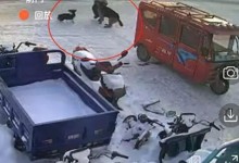 女子遛狗被恶犬咬伤，狗主人未道歉赔偿 派出所：会规范处理-融党建互动平台