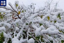 贵州多地出现降雪 8个区县积雪深度超过10厘米-融党建互动平台