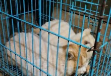 昆明动物园两只猫咪被安全移出，健康状况良好-融党建互动平台