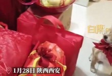 妈妈将养2年狗狗打包作女儿嫁妆 网友：陪嫁汪-融党建互动平台