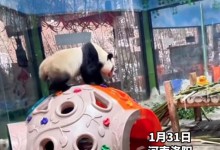 大熊猫性感抖臀致直播间被封十分钟 网友：第一擦边熊-融党建互动平台