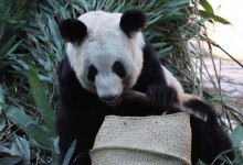 丫丫过小年：养员投喂笋笋 献上最新吃播-融党建互动平台