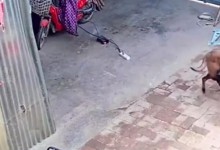 狗子看到电动车充电起火1秒出击 网友：狗子立大功-融党建互动平台