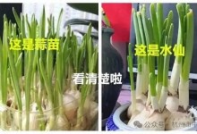 夫妻误把水仙当蒜苗吃后中毒狂吐 医生：尚无特效药-融党建互动平台