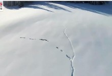 新疆狼群在积雪下挖出一条路 网友：怎么像二哈-融党建互动平台