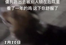 柯基跑丢后被人关鸡棚看了一年鸡 网友：给自己找了份保安干-融党建互动平台