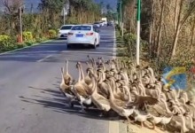 想破头也不知道堵车原因是800只鹅 网友：鹅鹅很有秩序-融党建互动平台