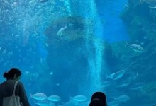 余文乐晒老婆孩子背影 一家人逛水族馆感情依旧-融党建互动平台