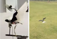 西工大仿生扑翼飞行器亮相 网友：简直惟妙惟肖-融党建互动平台