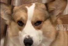 女子红眼病传染全家 连狗眼都红了 全家无一幸免-融党建互动平台