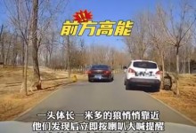 女子野生动物园下车狼悄悄靠近 网友：真的心大-融党建互动平台